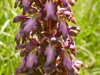 Himantoglossum robertianum 25, Hyacintorchis, Saxifraga-Harry Jans