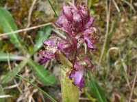 Himantoglossum robertianum 29, Hyacintorchis, Saxifraga-Hans Dekker