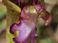 Himantoglossum robertianum 31, Hyacintorchis, Saxifraga-Hans Dekker