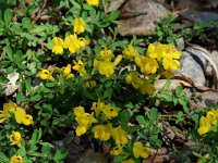 Hippocrepis comosa 10, Paardenhoefklaver, Saxifraga-Willem van Kruijsbergen