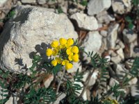 Hippocrepis comosa 12, Paardenhoefklaver, Saxifraga-Jan van der Straaten