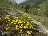 Hippocrepis comosa 13, Paardenhoefklaver, Saxifraga-Jan van der Straaten