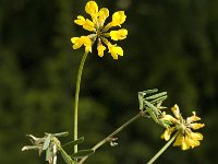 Hippocrepis comosa 16, Paardenhoefklaver, Saxifraga-Jan van der Straaten