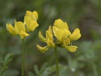 Hippocrepis comosa 17, Paardenhoefklaver, Saxifraga-Willem van Kruijsbergen