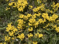 Hippocrepis comosa 20, Paardenhoefklaver, Saxifraga-Willem van Kruijsbergen