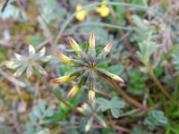 Hippocrepis comosa 21, Paardenhoefklaver, Saxifraga-Rutger Barendse