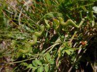 Hippocrepis comosa 24, Paardenhoefklaver, Saxifraga-Ed Stikvoort