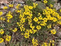 Hippocrepis comosa 25, Paardenhoefklaver, Saxifraga-Harry Jans