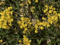 Hippocrepis comosa 43, Paardenhoefklaver, Saxifraga-Willem van Kruijsbergen