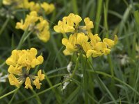 Hippocrepis comosa 44, Paardenhoefklaver, Saxifraga-Willem van Kruijsbergen
