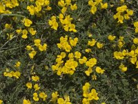 Hippocrepis comosa 5, Paardenhoefklaver, Saxifraga-Jan van der Straaten