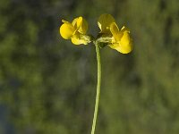 Hippocrepis comosa 6, Paardenhoefklaver, Saxifraga-Marijke Verhagen