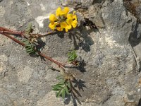 Hippocrepis comosa 8, Paardenhoefklaver, Saxifraga-Marijke Verhagen