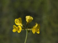 Hippocrepis comosa 9, Paardenhoefklaver, Saxifraga-Marijke Verhagen