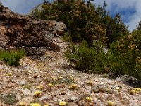 Hispidella hispanica 10, Saxifraga-Ed Stikvoort