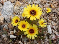 Hispidella hispanica 3, Saxifraga-Ed Stikvoort