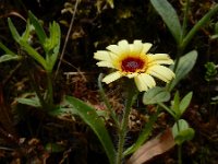 Hispidella hispanica 6, Saxifraga-Ed Stikvoort