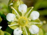 Honckenya peploides 32, Zeepostelein, Saxifraga-Sonja Bouwman  714. Zeepostelein - Honckenya peploides - Caryophyllaceae familie (i) Katwijk aan Zee, Hoek van Holland