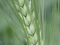 Hordeum vulgare 1, Gerst, Saxifraga-Rutger Barendse