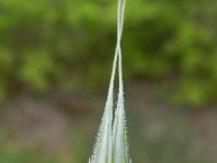 Hordeum vulgare 10, Gerst, Saxifraga-Rutger Barendse