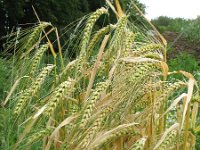 Hordeum vulgare 3, Gerst, Saxifraga-Rutger Barendse