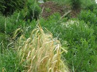 Hordeum vulgare 4, Gerst, Saxifraga-Rutger Barendse