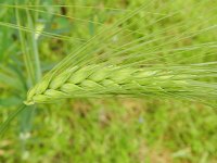 Hordeum vulgare 6, Gerst, Saxifraga-Rutger Barendse