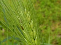 Hordeum vulgare 8, Gerst, Saxifraga-Rutger Barendse