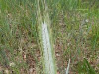 Hordeum vulgare 9, Gerst, Saxifraga-Rutger Barendse