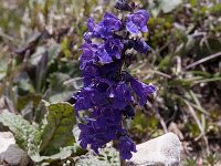 Horminum pyrenaicum, Pyrenean Dead-nettle