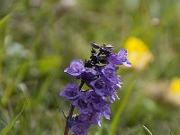 Horminum pyrenaicum 14, Saxifraga-Luuk Vermeer