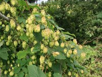 Humulus lupulus 41, Hop, Saxifraga-National Botanical Garden of Latvia