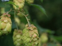 Humulus lupulus 43, Hop, Saxifraga-National Botanical Garden of Latvia