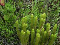 Huperzia dentata 7, Saxifraga-Ed Stikvoort