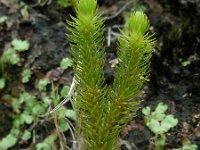 Huperzia dentata 8, Saxifraga-Ed Stikvoort