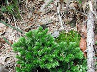 Huperzia selago 1, Dennenwolfsklauw, Saxifraga-Jasenka Topic