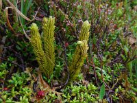 Huperzia selago 14, Dennenwolfsklauw, Saxifraga-Ed Stikvoort