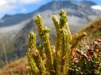 Huperzia selago 16, Dennenwolfsklauw, Saxifraga-Ed Stikvoort