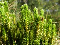 Huperzia selago 18, Dennenwolfsklauw, Saxifraga-Rutger Barendse