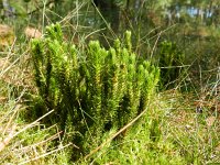 Huperzia selago 19, Dennenwolfsklauw, Saxifraga-Rutger Barendse