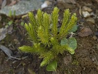 Huperzia selago ssp arctica 9, Saxifraga-Willem van Kruijsbergen