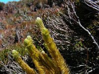 Huperzia suberecta 2, Saxifraga-Ed Stikvoort