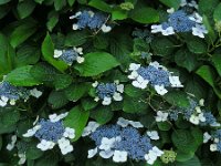 Hydrangea macrophylla 1, Grote hortensia, Saxifraga-Ed Stikvoort