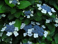 Hydrangea macrophylla 2, Grote hortensia, Saxifraga-Ed Stikvoort