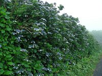 Hydrangea macrophylla 4, Grote hortensia, Saxifraga-Ed Stikvoort