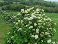 Hydrangea macrophylla 5, Grote hortensia, Saxifraga-Ed Stikvoort