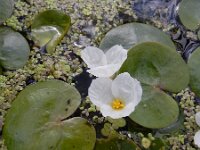 Hydrocharis morsus-ranae 14, Kikkerbeet, Saxifraga-Ed Stikvoort