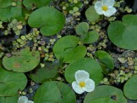 Hydrocharis morsus-ranae 15, Kikkerbeet, Saxifraga-Ed Stikvoort