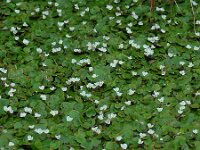 Hydrocharis morsus-ranae 16, Kikkerbeet, Saxifraga-Ed Stikvoort