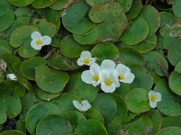Hydrocharis morsus-ranae 17, Kikkerbeet, Saxifraga-Ed Stikvoort